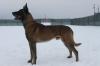 VALCEA Canisa Atomic Dogs pune la vanzare pui Ciobanesc Belgian Malinois