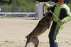 VALCEA Pui ciobanesc belgian malinois