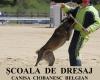 VALCEA Pui de vanzare Ciobanesc Belgian Malinois