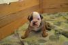 VALCEA Catei Bulldog Englez de vanzare - masculi si femele