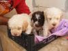 VALCEA Pui lagotto romagnolo